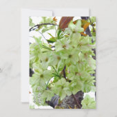 Double Cherry Blossom: Gioiko カード (正面)