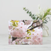 Double Cherry Blossom: Oh-jochin カード (スタンド正面)