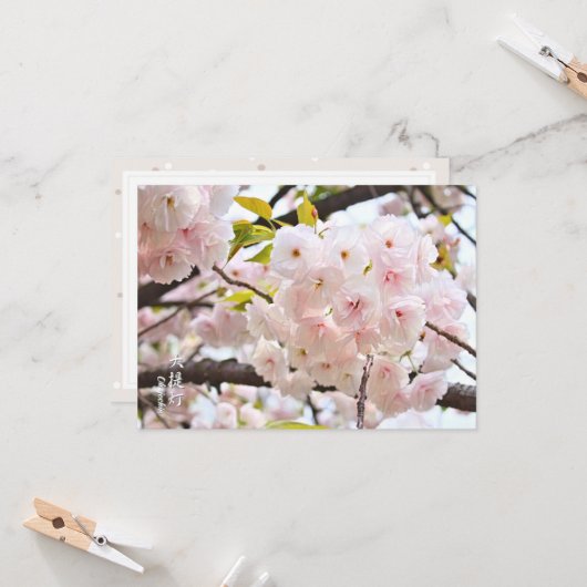 Double Cherry Blossom: Oh-jochin カード (正面/裏面インサイチュ)