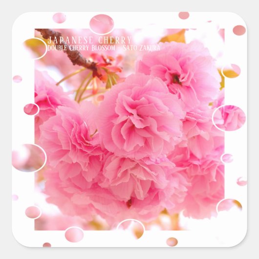Double Cherry Blossom: Sato-zakura スクエアシール (正面)
