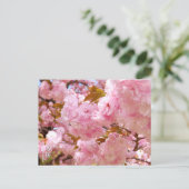Double Cherry Blossom: Sato-zakura ポストカード (スタンド正面)