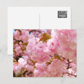 Double Cherry Blossom: Sato-zakura ポストカード (正面/裏面)