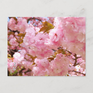 Double Cherry Blossom: Sato-zakura ポストカード