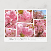 Double Cherry Blossom: Sato-zakura ポストカード (正面)
