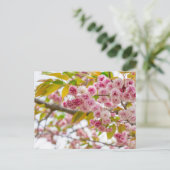 double cherry blossoms シーズンポストカード (スタンド正面)