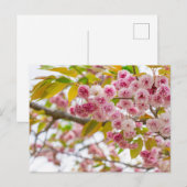 double cherry blossoms シーズンポストカード (正面/裏面)