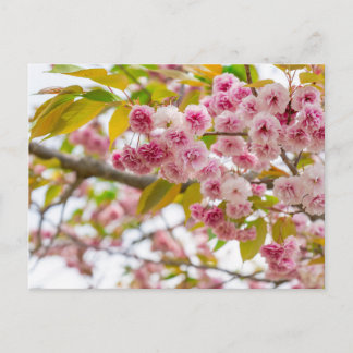 double cherry blossoms シーズンポストカード