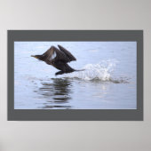Double-crested Cormorant Bird Poster ポスター (正面)