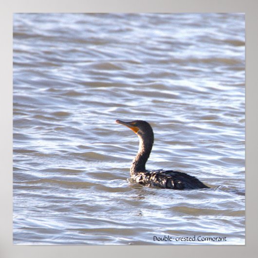 Double-crested Cormorant Poster ポスター (正面)