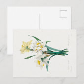 Double Daffodil,  Pierre-Joseph Redouté, 1827 ポストカード (正面/裏面)