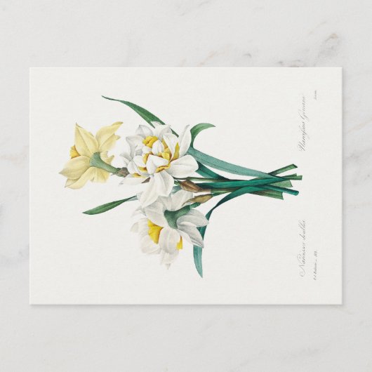 Double Daffodil,  Pierre-Joseph Redouté, 1827 ポストカード (正面)