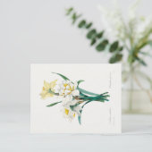 Double Daffodil,  Pierre-Joseph Redouté, 1827 ポストカード (スタンド正面)