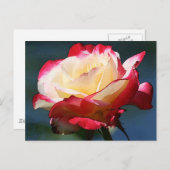 Double Delightハイブリッドティーバラ ポストカード (正面/裏面)