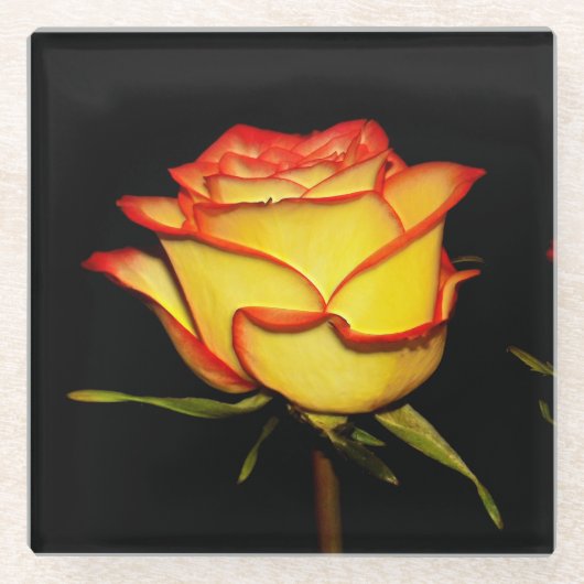 Double Red and Yellow Rose Bloom ガラスコースター (正面)