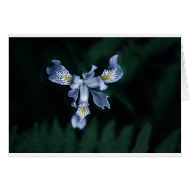 DouglasIris (正面横)