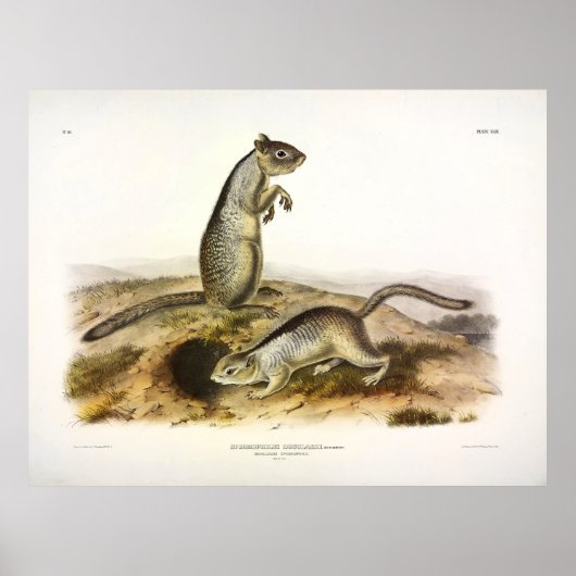 Douglass's Spermophile (Ground Squirrel) - Audubon ポスター (正面)