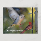 Dove and Cardinal Backyard Brawl ポストカード (正面)