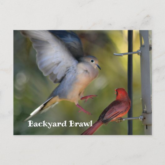 Dove and Cardinal Backyard Brawl ポストカード (正面)