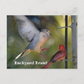 Dove and Cardinal Backyard Brawl ポストカード (正面)
