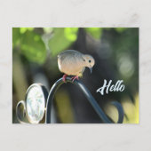 Dove Dropping in to Say Hello Photo ポストカード (正面)