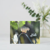 Dove Dropping in to Say Hello Photo ポストカード (スタンド正面)