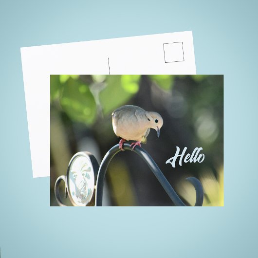 Dove Dropping in to Say Hello Photo ポストカード