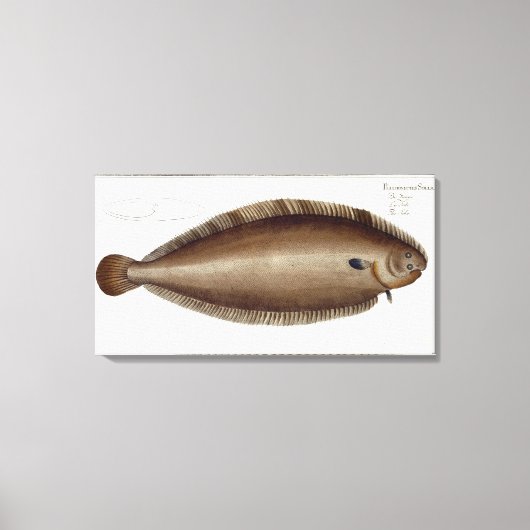 Dover Sole (Solea Solaea)プレートXLV from 'Ichtyol キャンバスプリント (正面)