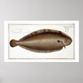 Dover Sole (Solea Solaea)プレートXLV from 'Ichtyol ポスター (正面)