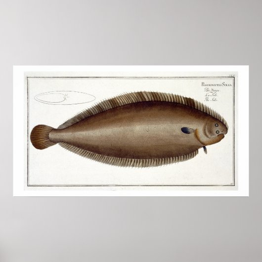 Dover Sole (Solea Solaea)プレートXLV from 'Ichtyol ポスター (正面)