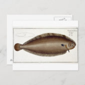 Dover Sole (Solea Solaea)プレートXLV from 'Ichtyol ポストカード (正面/裏面)