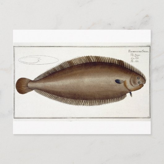 Dover Sole (Solea Solaea)プレートXLV from 'Ichtyol ポストカード (正面)