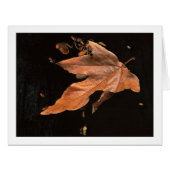 "Downed Sycamore Leaf" (正面横)