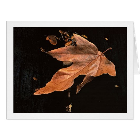 "Downed Sycamore Leaf" (正面横)