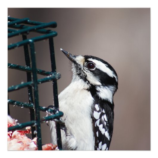 Downy Woodpecker at Feeder Square写真 フォトプリント (正面)