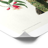 Downy Woodpecker by Audubon Poster ポスター (角)