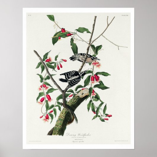 Downy Woodpecker by Audubon Poster ポスター (正面)