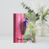 Downy Woodpecker Young Male Bird Canada ポストカード (スタンド正面)