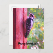 Downy Woodpecker Young Male Bird Canada ポストカード (正面/裏面)