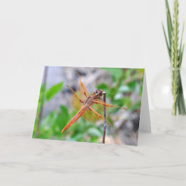 Dragonfly写真空白の付きグリーティングカード カード