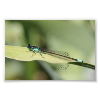 Dragonfly on a Leafフォトプリント フォトプリント