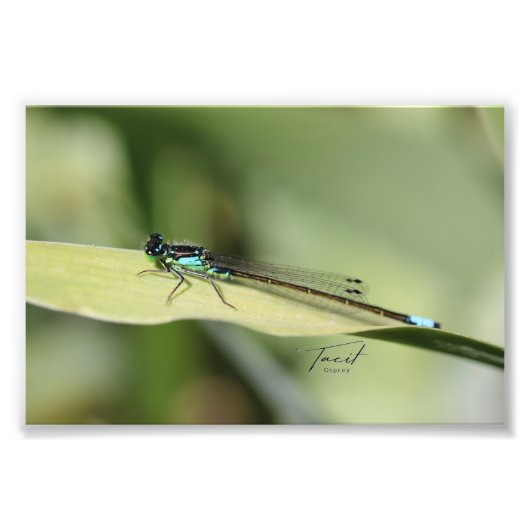Dragonfly on a Leafフォトプリント フォトプリント (正面)