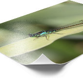 Dragonfly on a Leafフォトプリント フォトプリント (角)