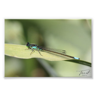 Dragonfly on a Leafフォトプリント フォトプリント