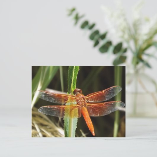 Dragonfly Postcard ポストカード (スタンド正面)