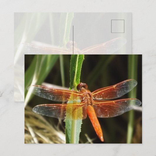 Dragonfly Postcard ポストカード (正面/裏面)