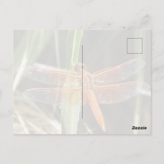 Dragonfly Postcard ポストカード (裏面)