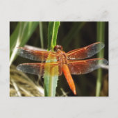 Dragonfly Postcard ポストカード (正面)