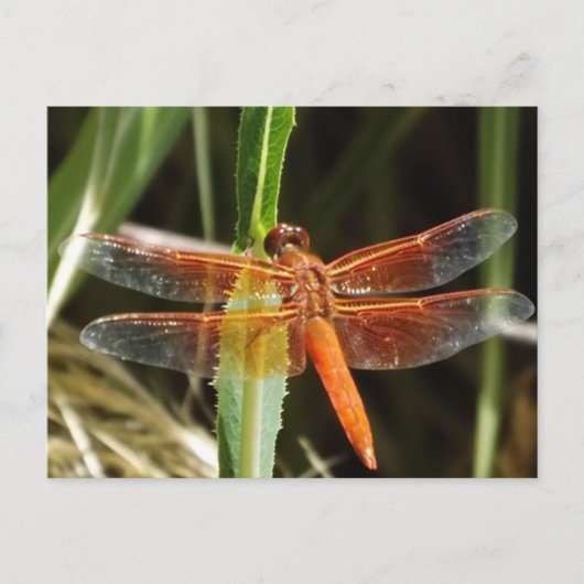 Dragonfly Postcard ポストカード (正面)