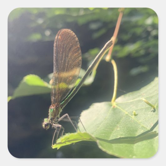 Dragonfly Sticker スクエアシール (正面)
