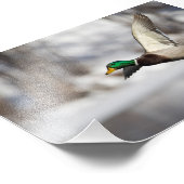 Drake mallard duck in flight：フォトプリント フォトプリント            (角)